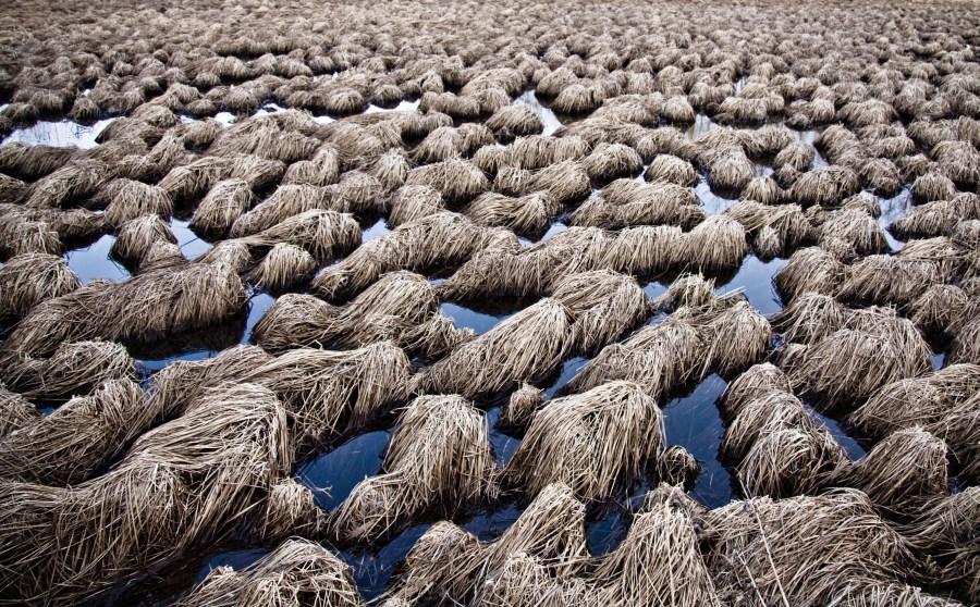 Everybody Looked To The West