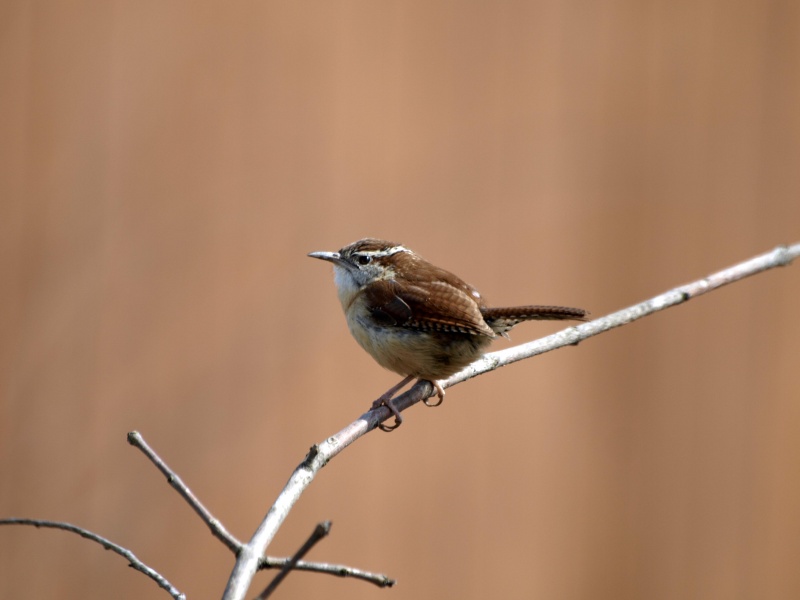 Carolina Wren