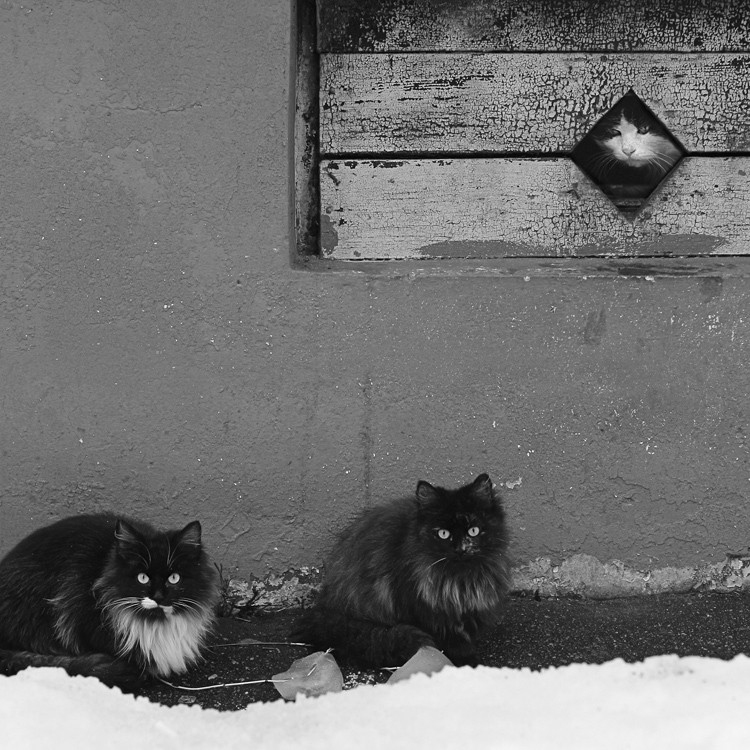 Die Jungs von unserem Hof