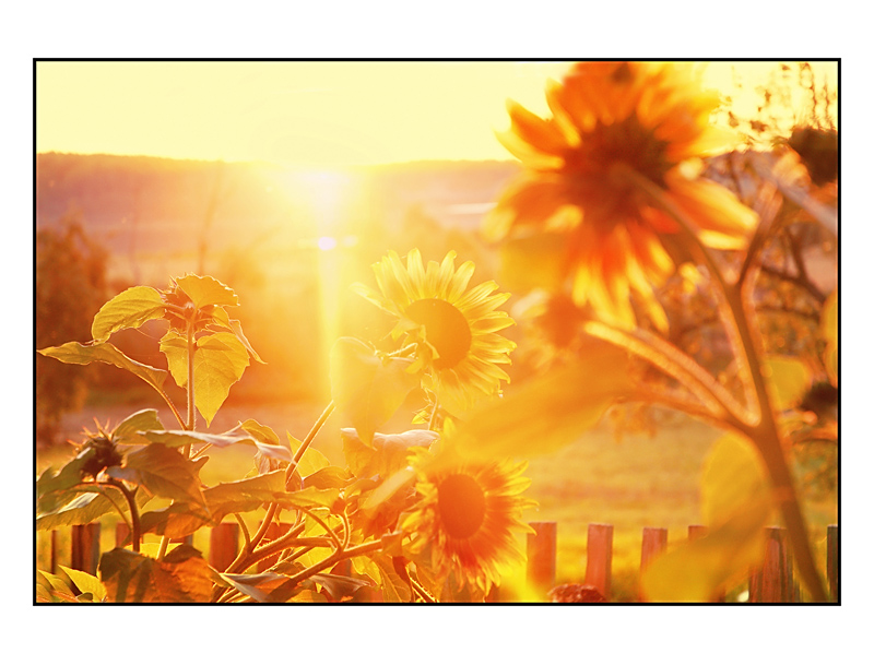 Müde von Winter - lassen Sie die Sonne!