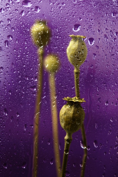 Opium Tränen (feat Android)