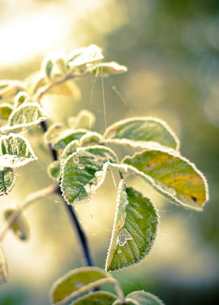 in den Strahlen des Sonnenaufgangs