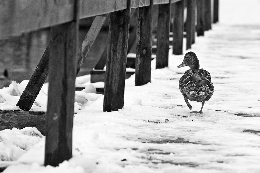 Ida für mich, ich weiß, wo man für das Frühjahr freuen:)