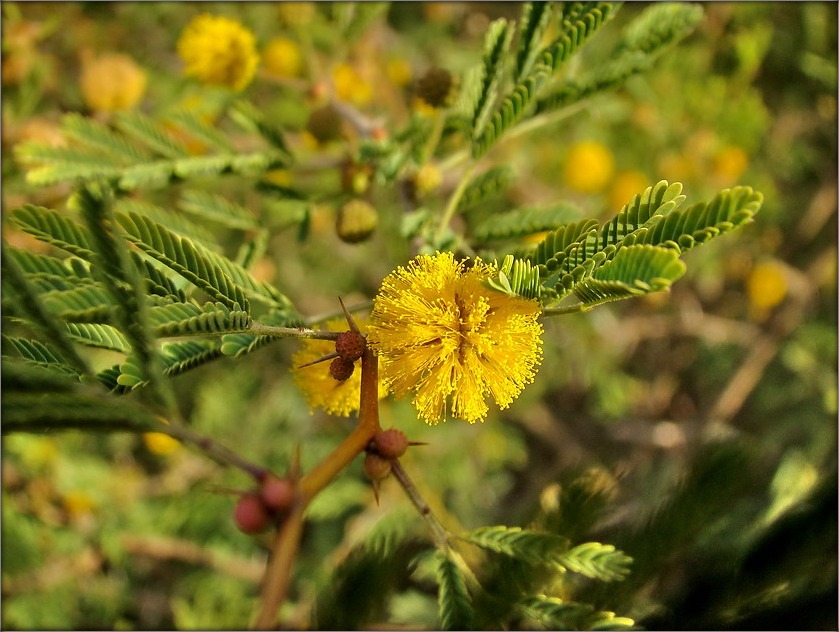 Grüße von Arizona pershatsvetav Nord Frauen!