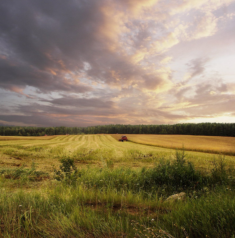 Träume von Sommer ...
