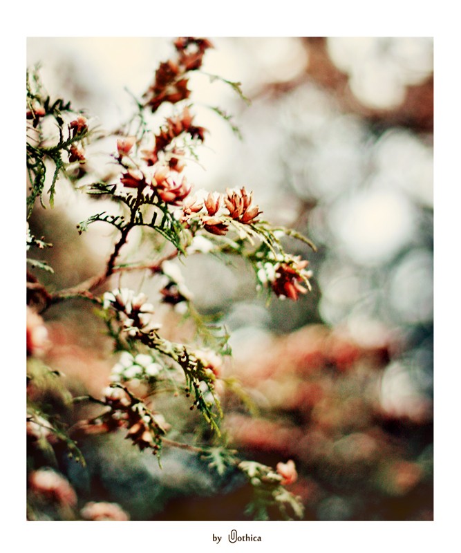 Winter-Frühjahr-Zeichnungen