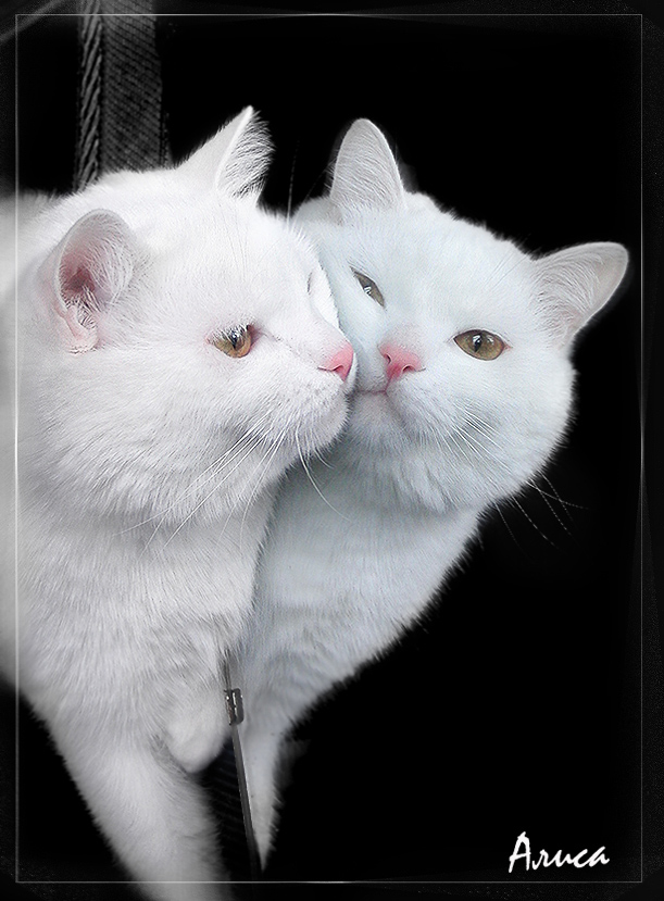 Ich wünsche zu erfüllen