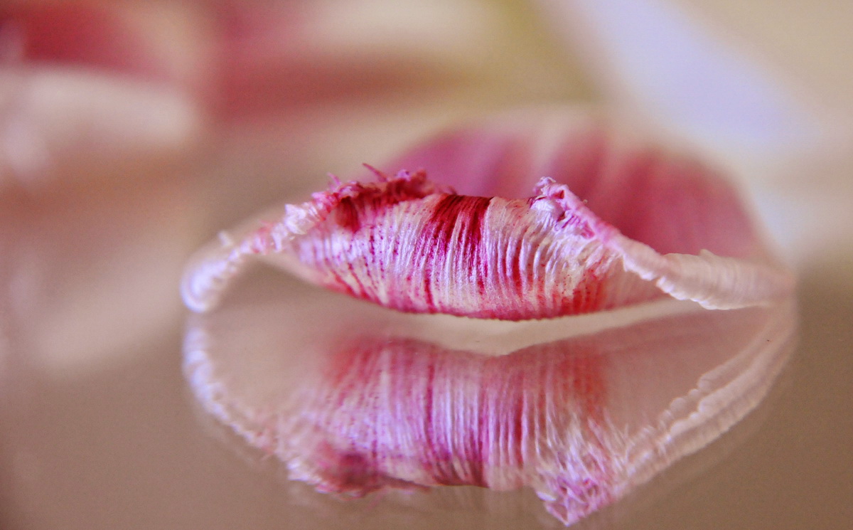 Blütenblätter deiner Liebe ...