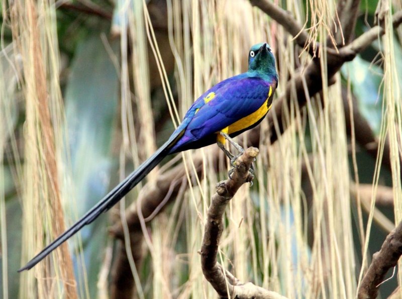 Bird Farbe Ultramarin