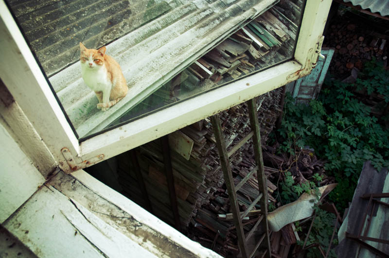 Regelmäßige kotofoto