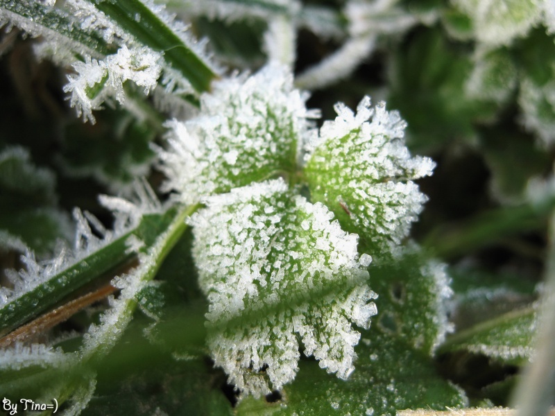 Gras in den Perlen des Frostes