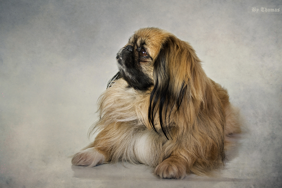 ToshE Super-Modell))