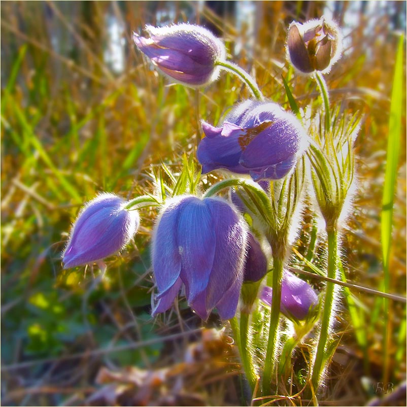 Fluffy Geschenk des Frühlings