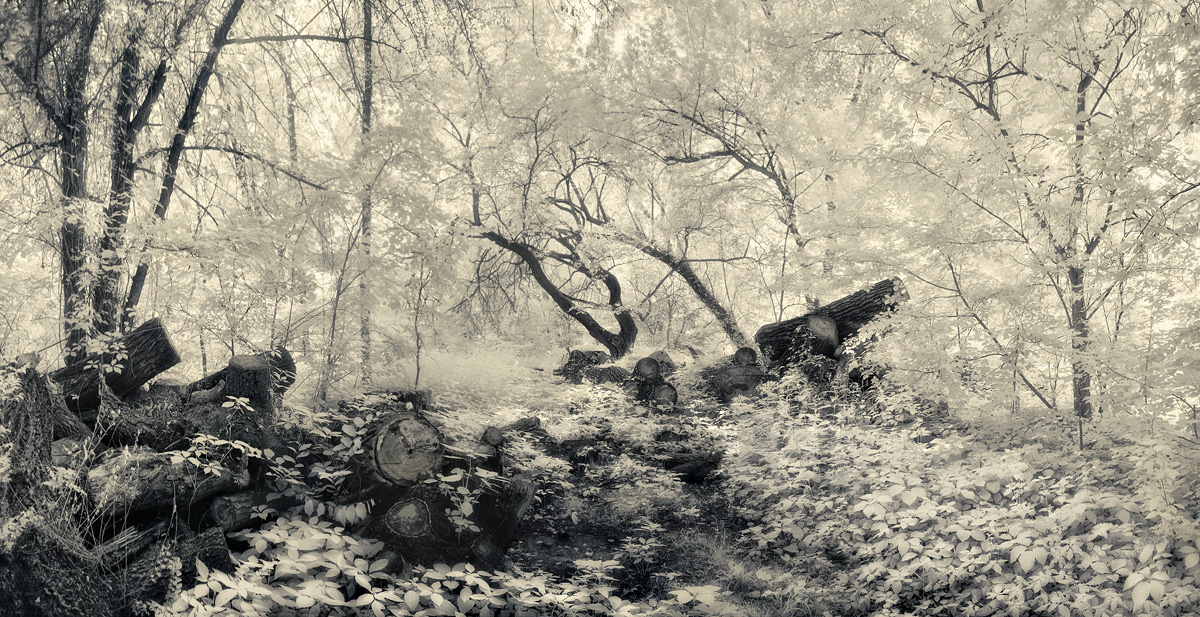 Enchanted Forest ...