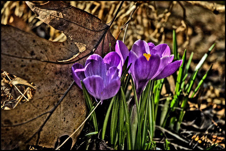 Ich gratuliere allen Frühling!