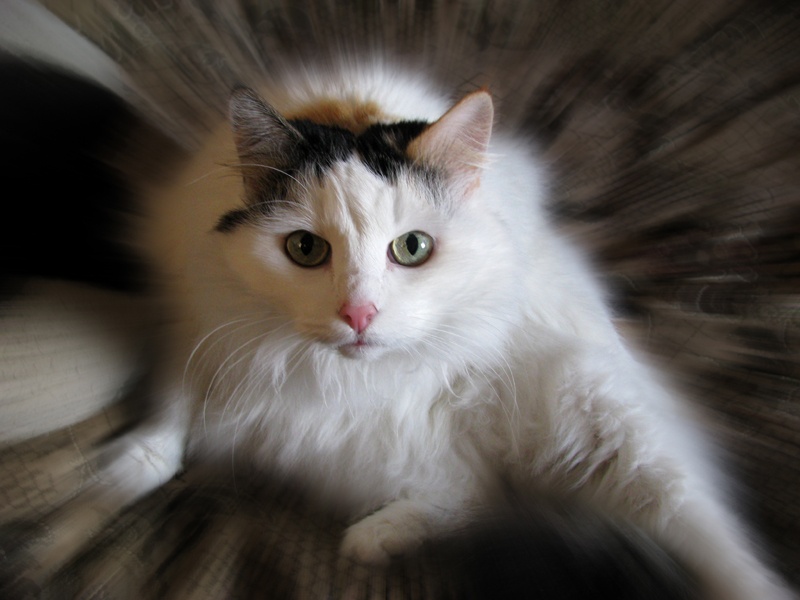 Wer Tasse? Ich Becher?