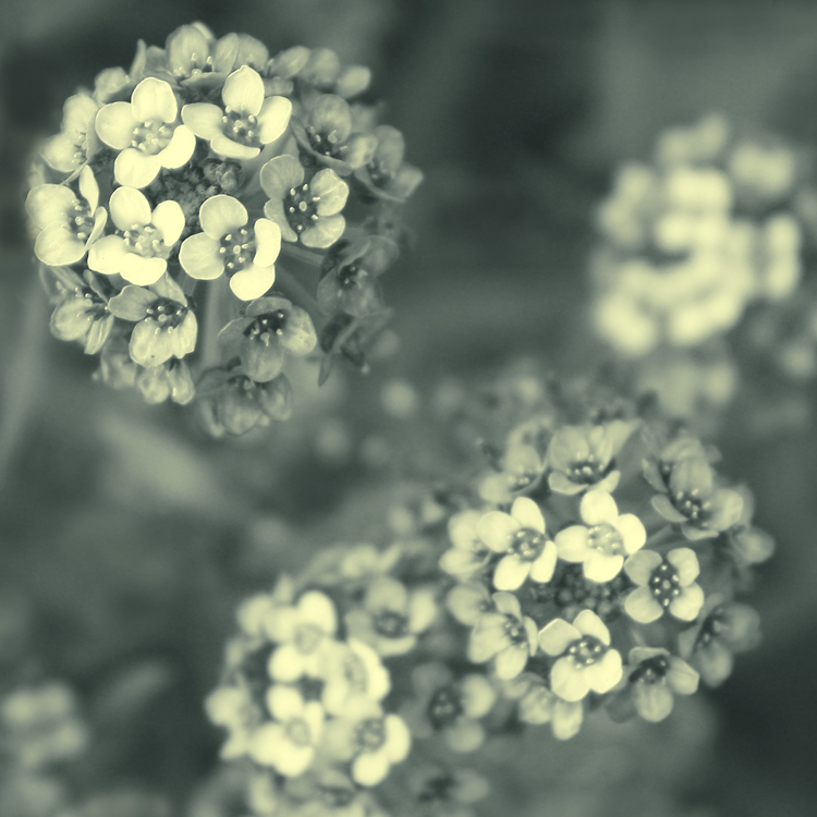 Kleine Blume planetke