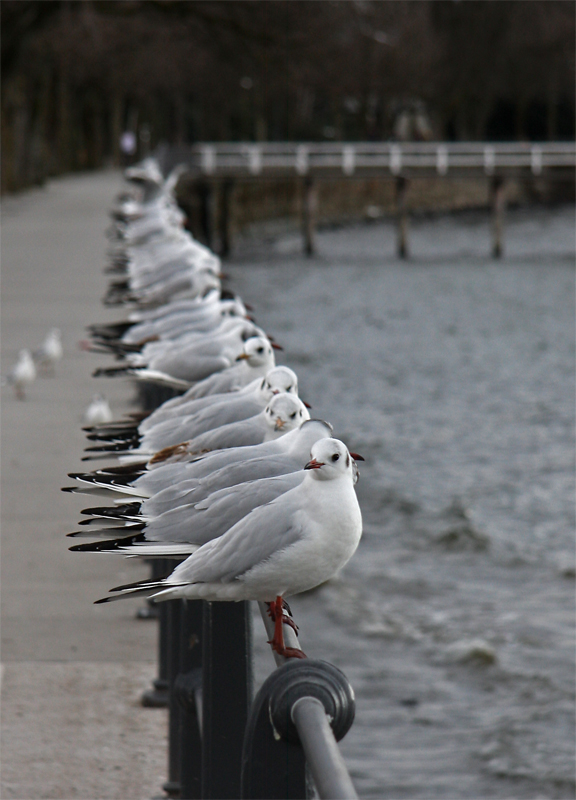 Theater des Bodensees.