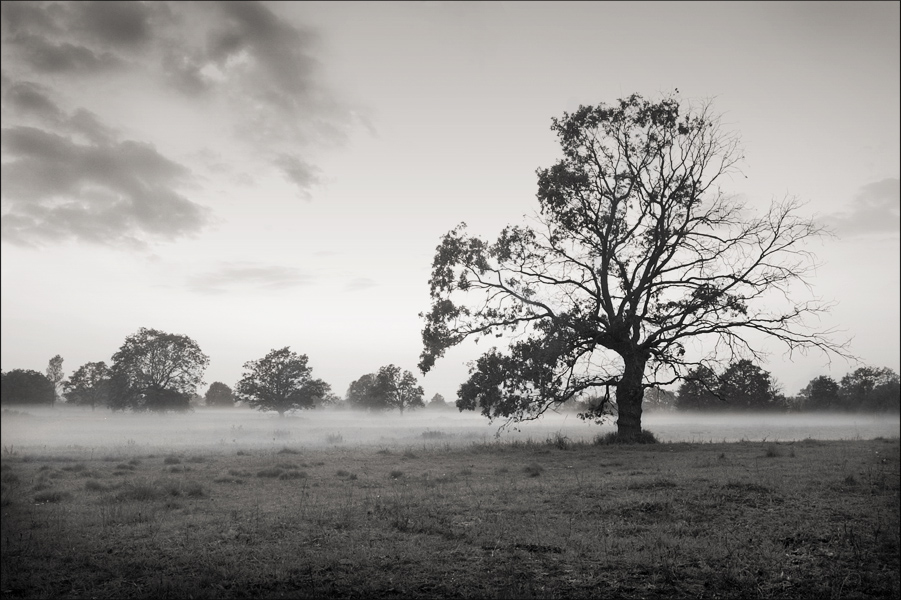 über die Invasion der Igel