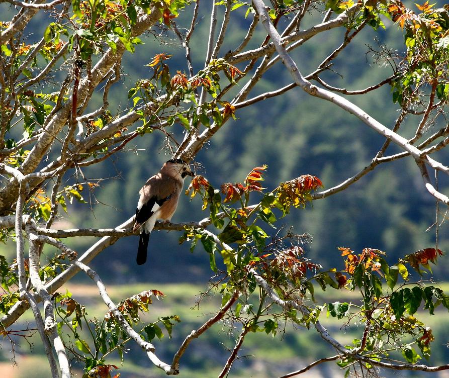 Fenster in den Frühling