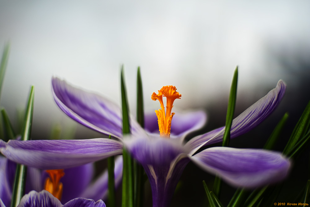 Der Frühling ist gekommen