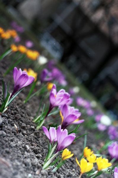 Frühling, Frühling!