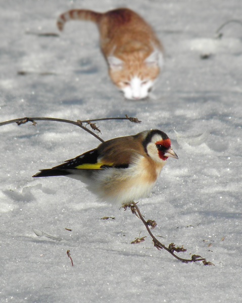 Jagdsaison der Engel!