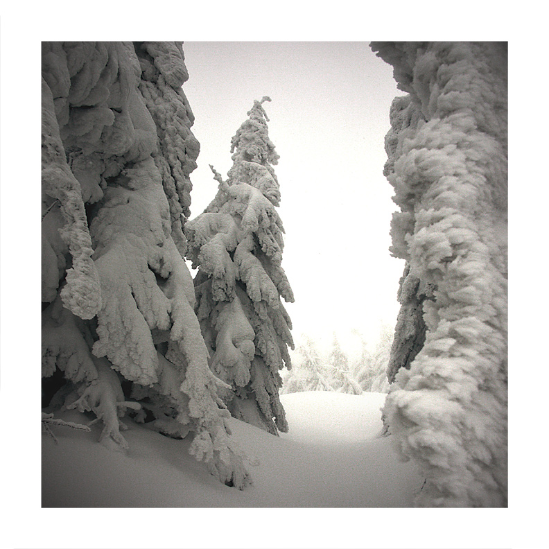 schneebedeckt Schweigen