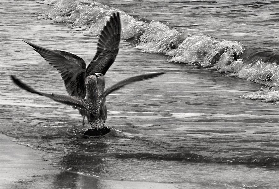 El flamenko en la Andalucia