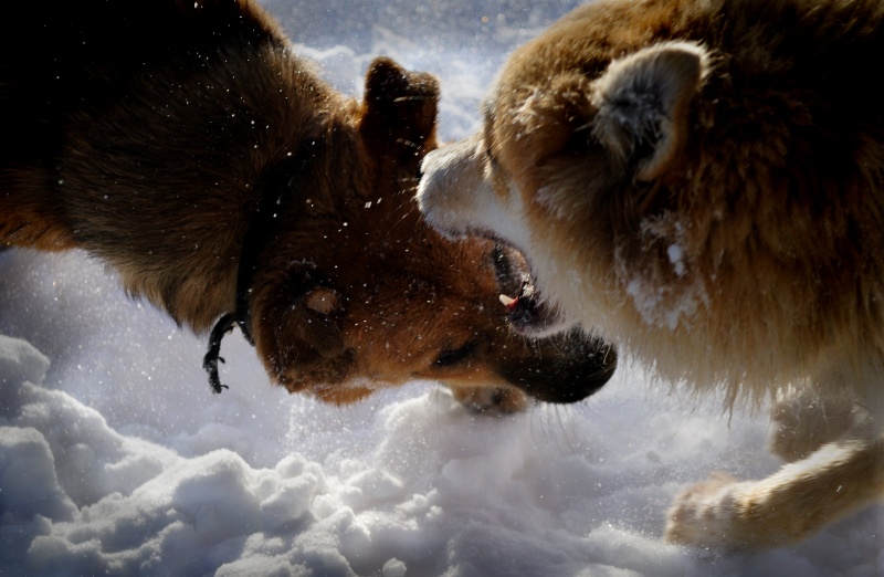 Krieg um Territorien ...