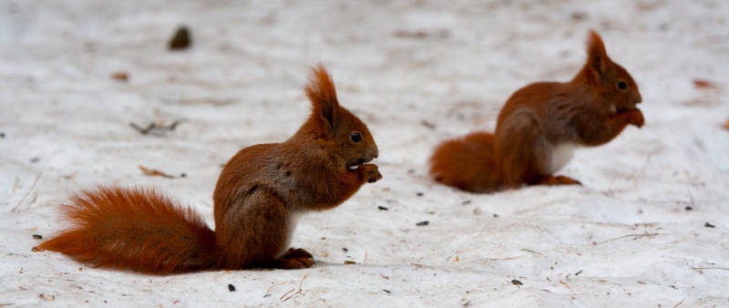 Gespaltene Persönlichkeit