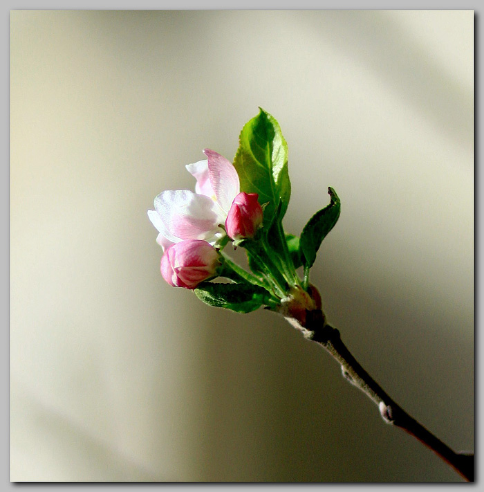 Es wird Äpfel werden!