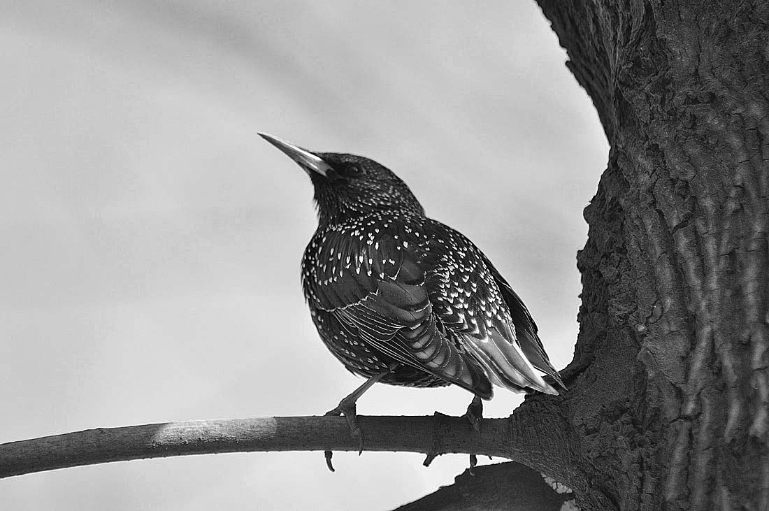 Herold des Frühlings