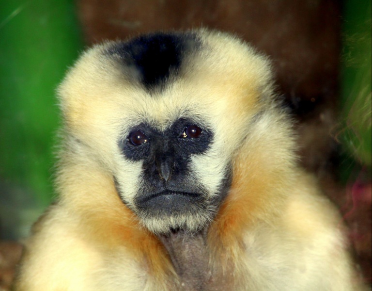 Traurigkeit in seinen Augen