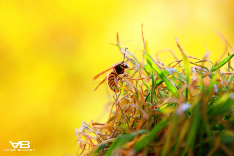 ... Fragment der Sommer ...