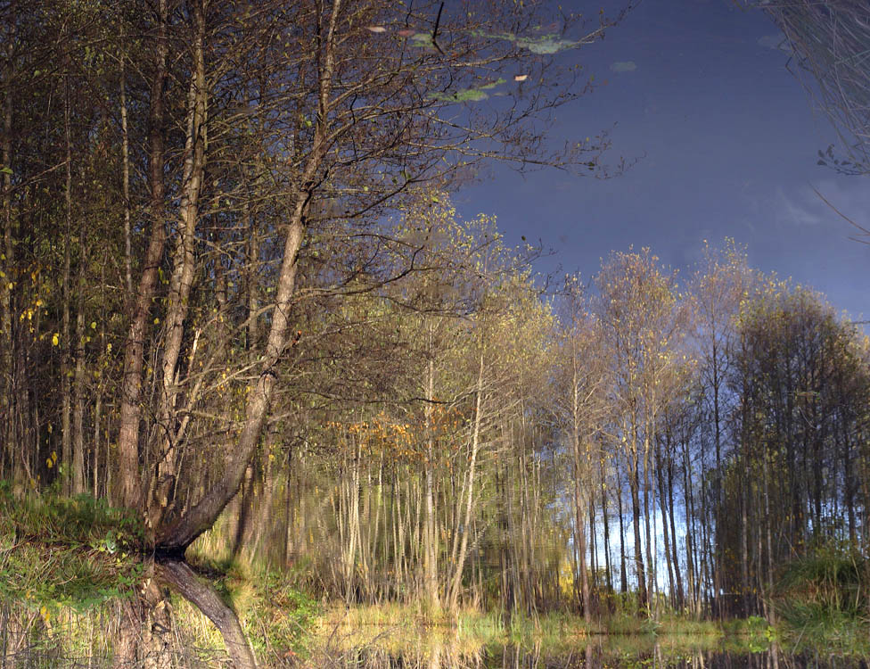 Basking im reflektierten