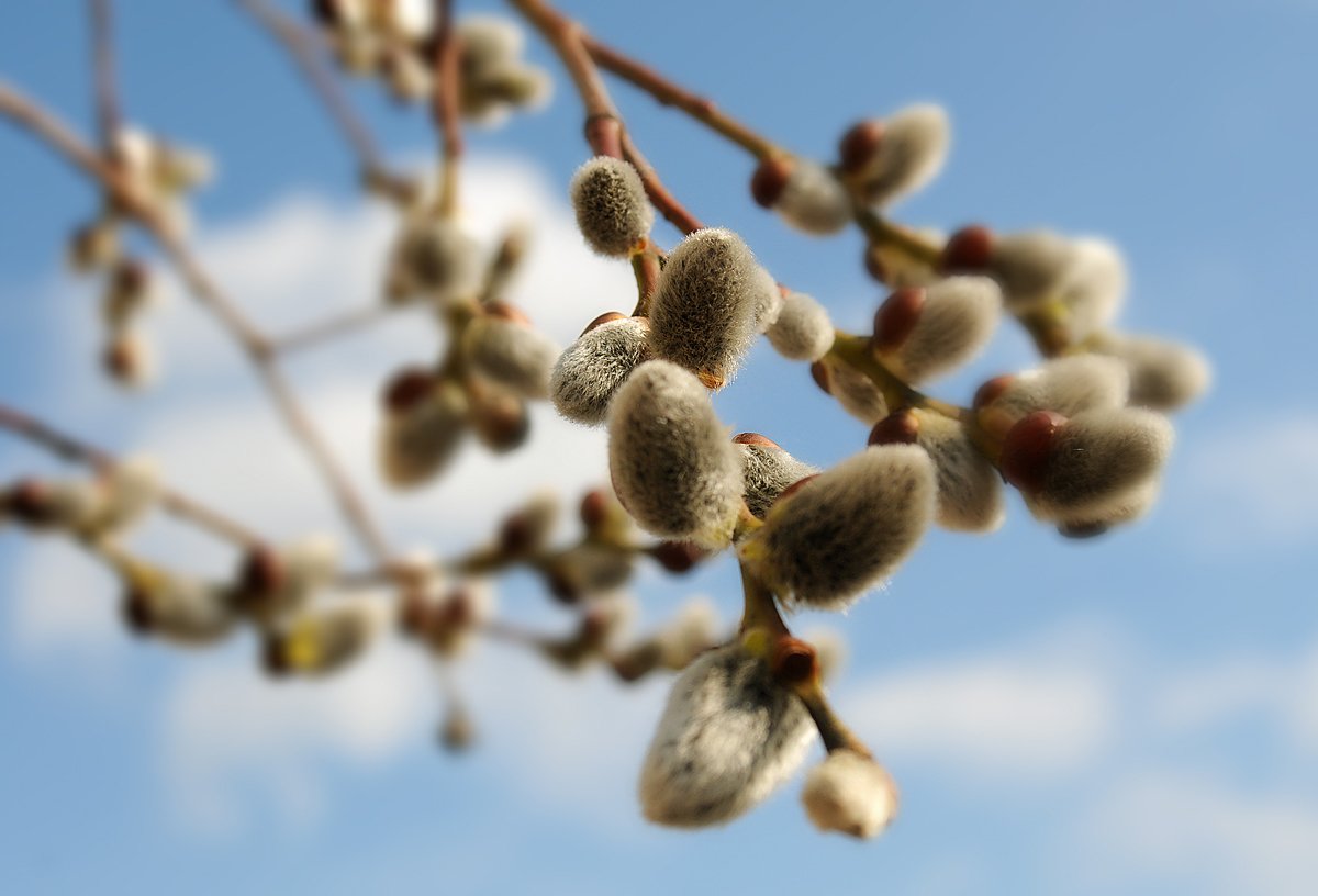 Tender Dichtungen, vertraut aus der Kindheit ...