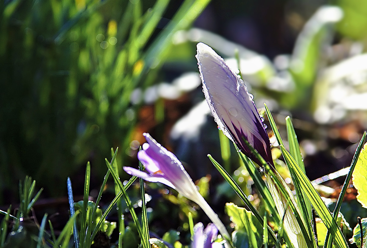 Durch Nacht zum Licht