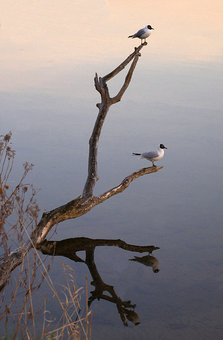Ich schaue dich an wie ein Spiegel ...