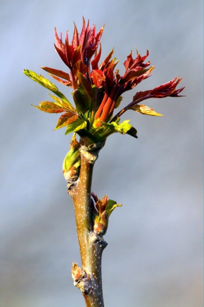 Frühling. Erwachen.