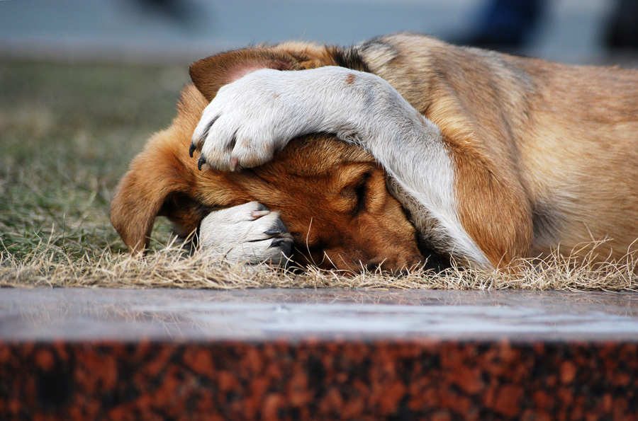 Wie kam ich dieses Hundeleben!