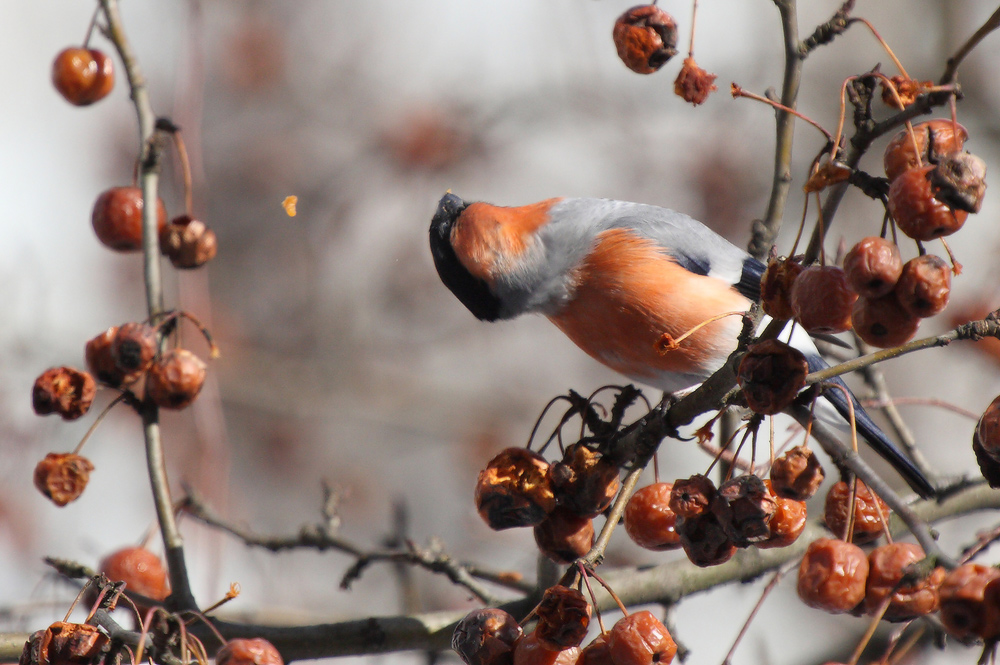 prevention of osteochondrosis