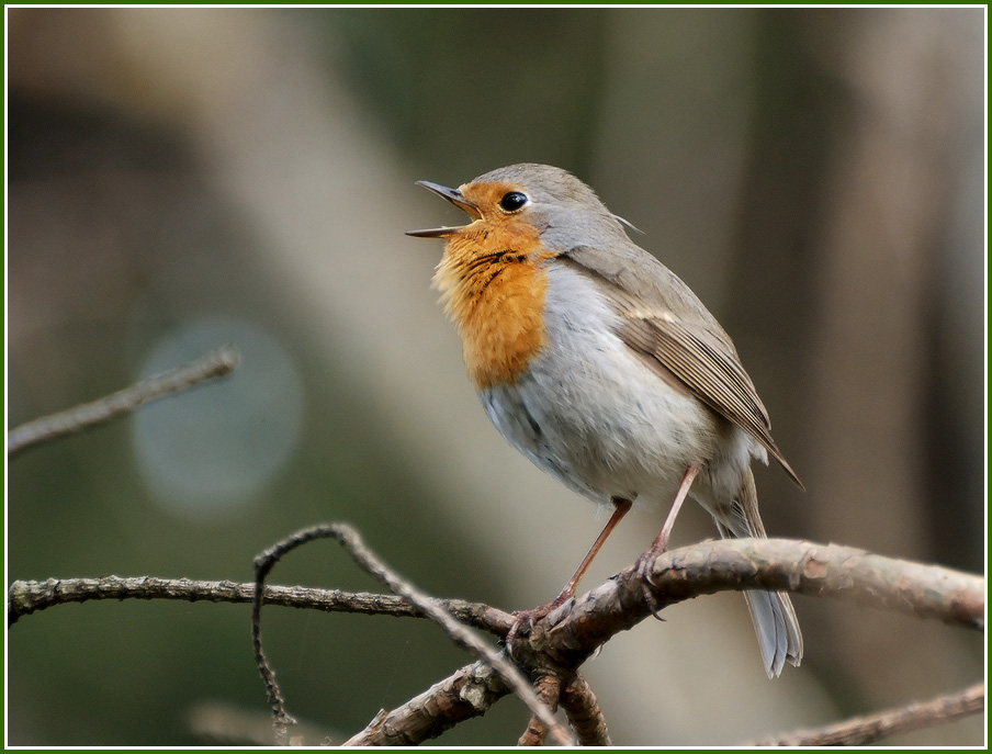 Singen in der Morgendämmerung