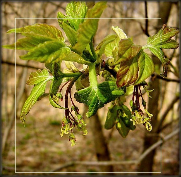 wir haben Vesna bekam ..