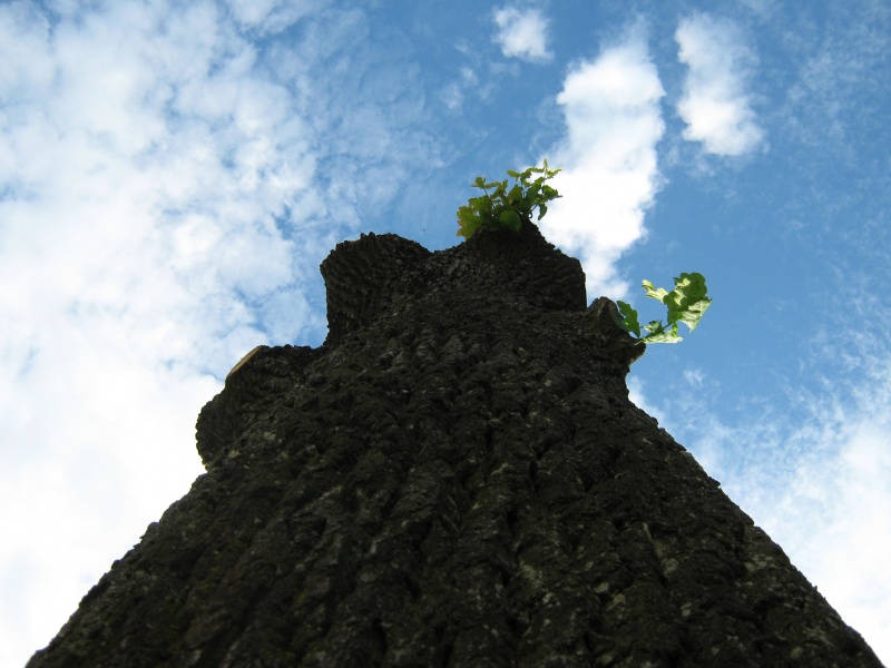 den Himmel erreichen