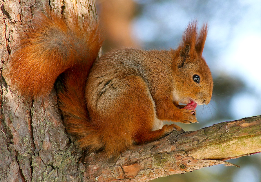 PROTEIN singt das Lied ...