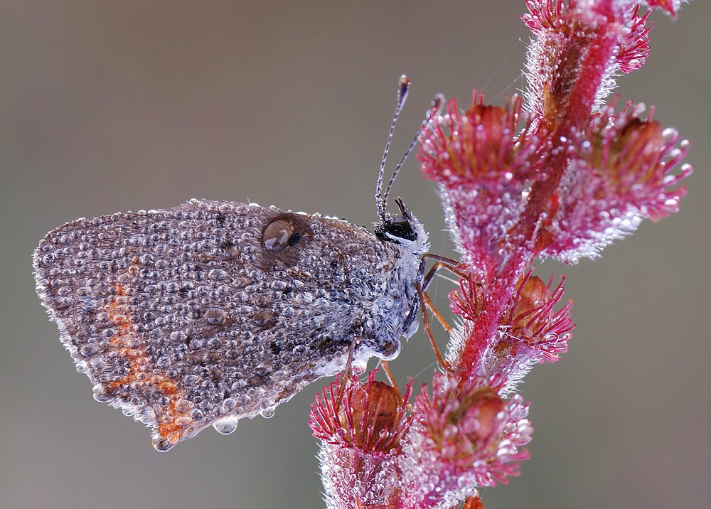 Strahlend Goldmünze