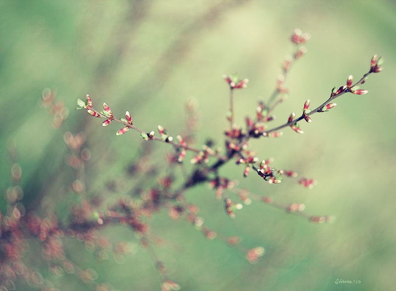 Spring *