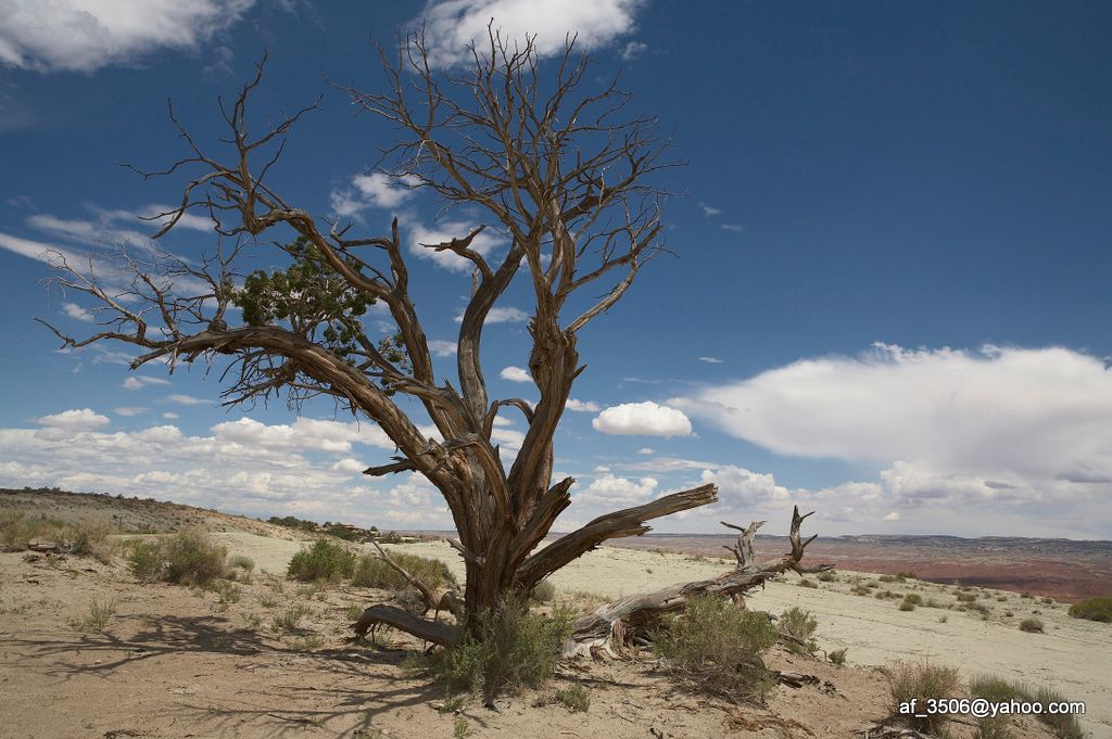das Leben der Bäume