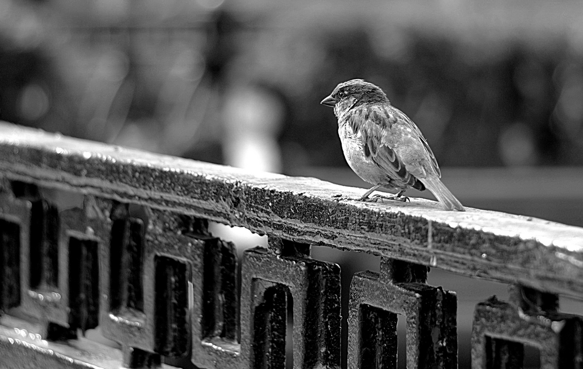 gefiederten Einsamkeit